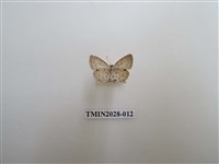 藏品(黑星灰蝶)的圖片